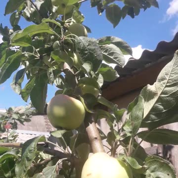 The apples are ripe...