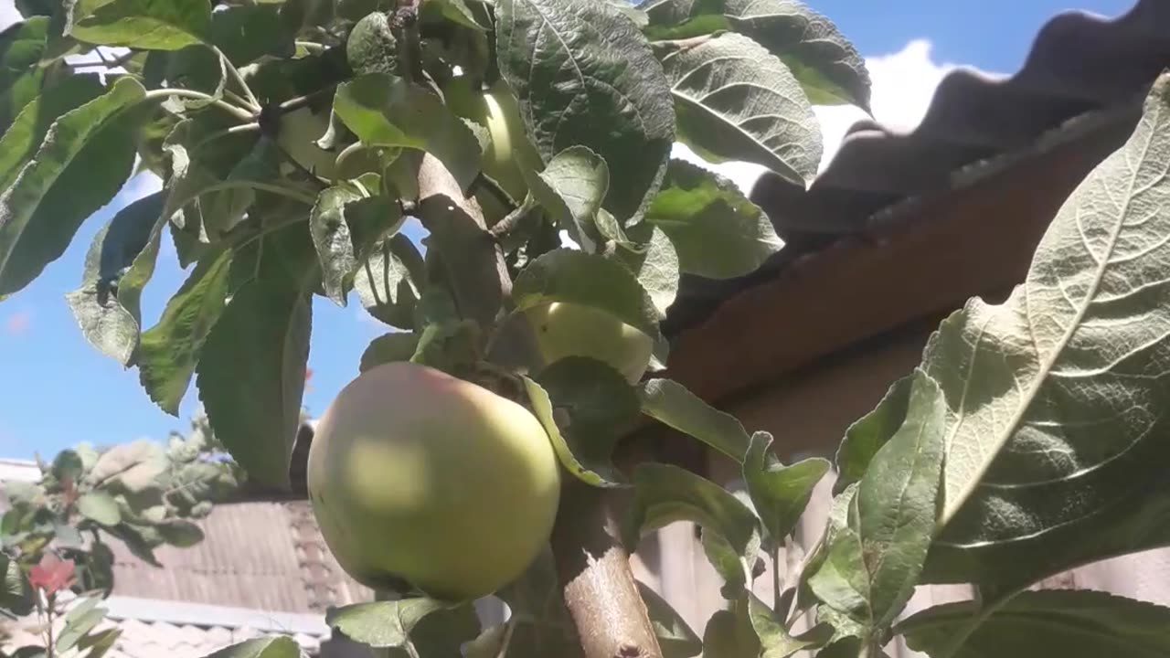 The apples are ripe...