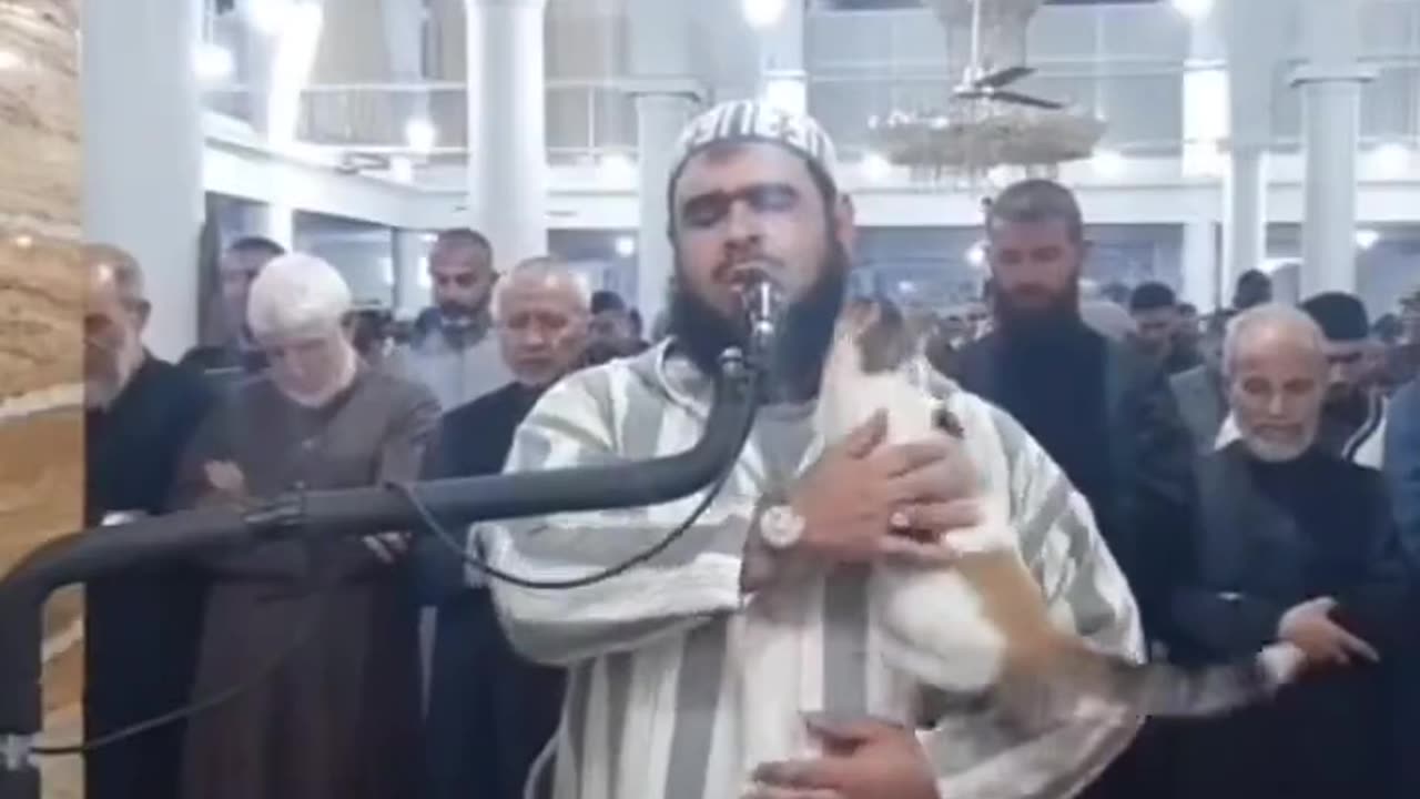 Cat jumps on Imam during qiyam (taraweeh) prayer. #Ramadan