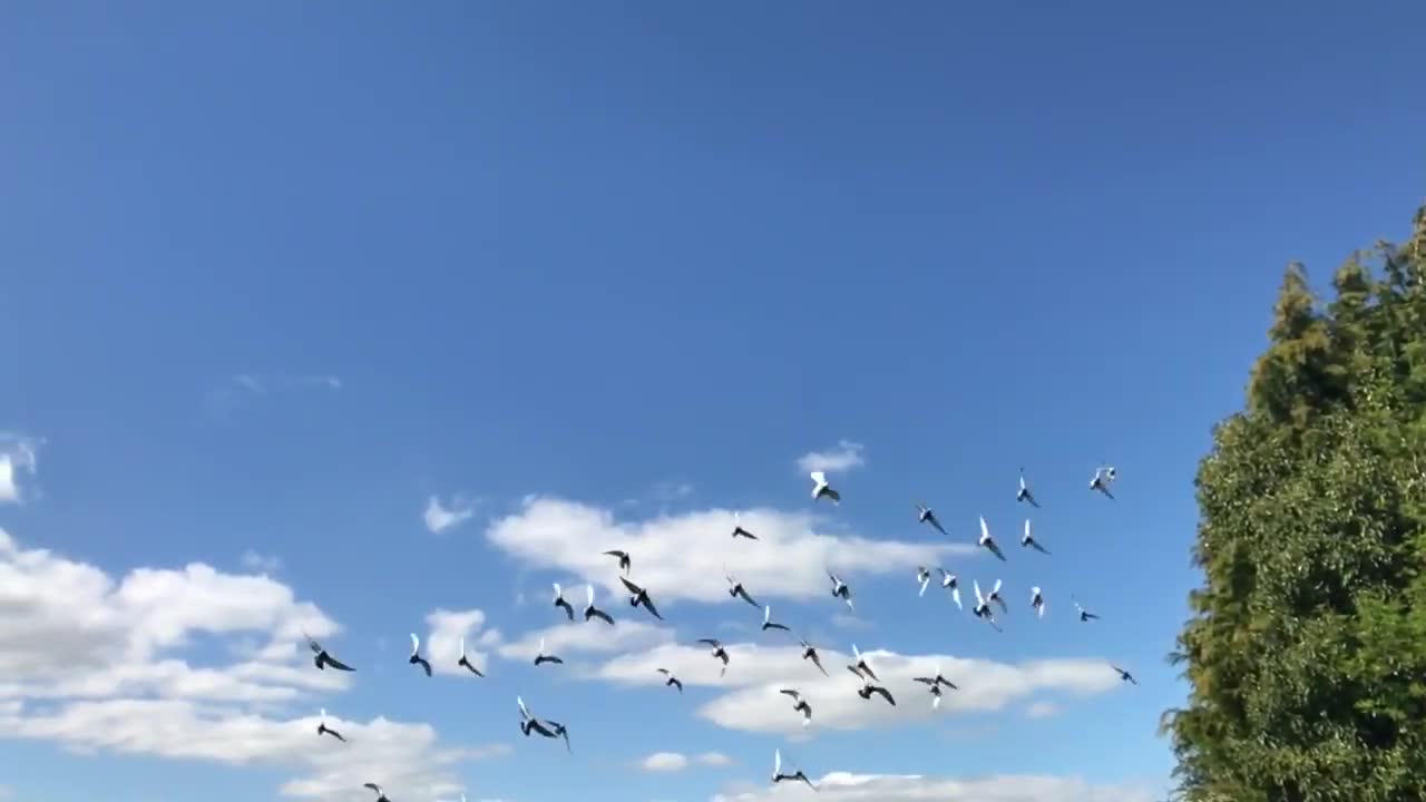 Birds Flying in The Sky