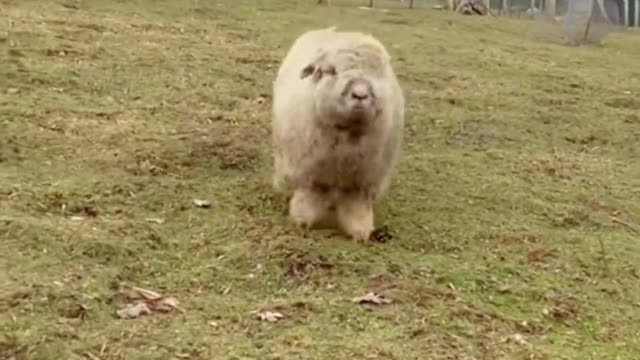 Little lamb