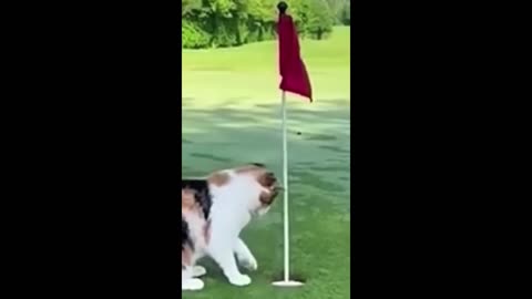 Funny animals - Funny cats / dogs - Funny animal videos 2023 37