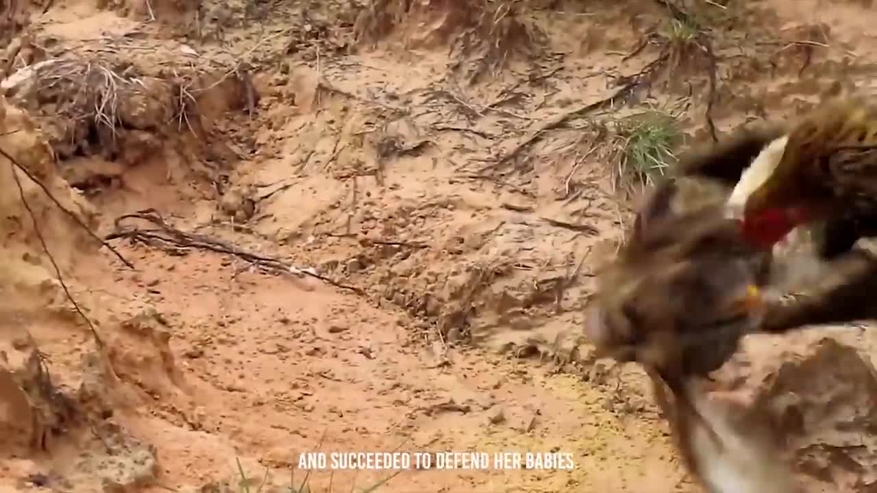 Rooster Shows The Eagle Who’s The Boss