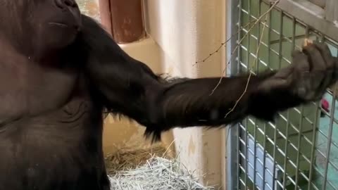 The gorilla is so done with everything 🤣