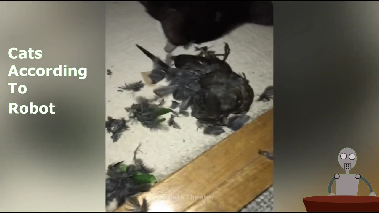 Robot Explains how Cats Think. Solve the mystery of the cat.