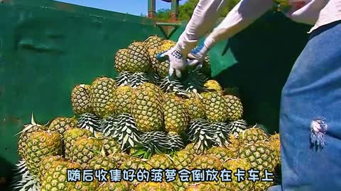 Do you know the factory is likeWhat in the production of pineapple juice