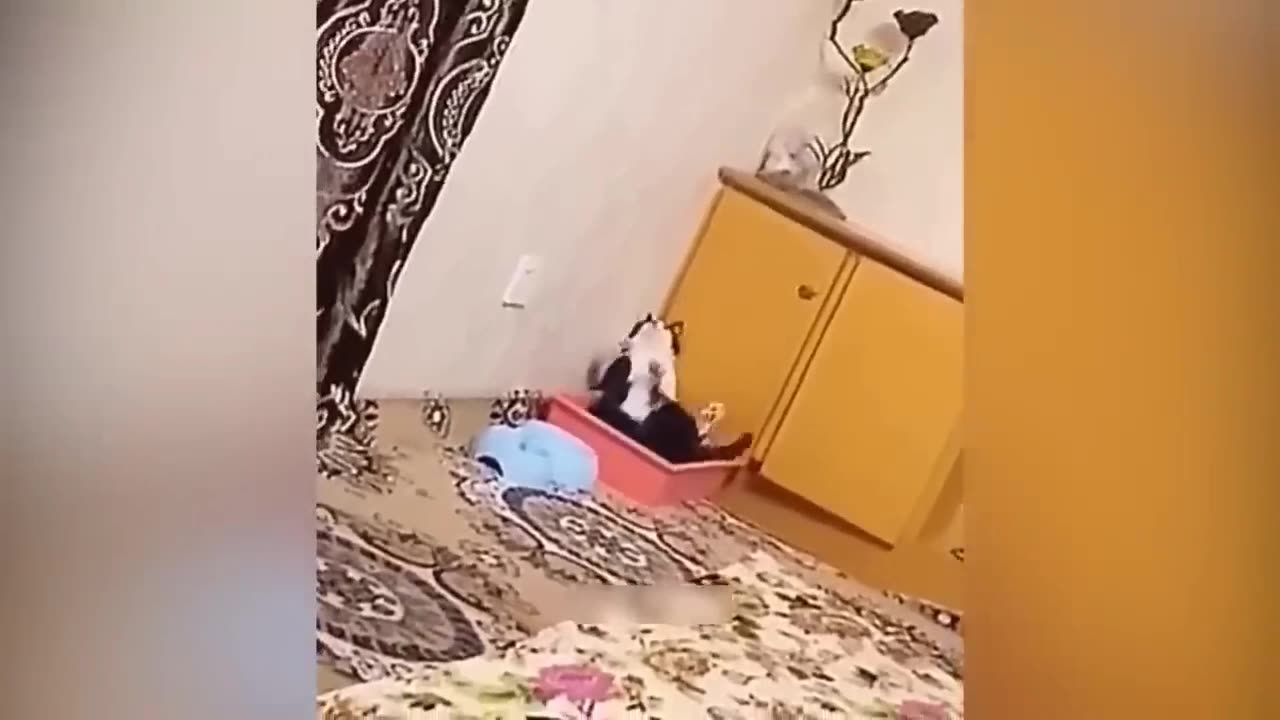 Verry funny cat and dog#Funny pet moment ##