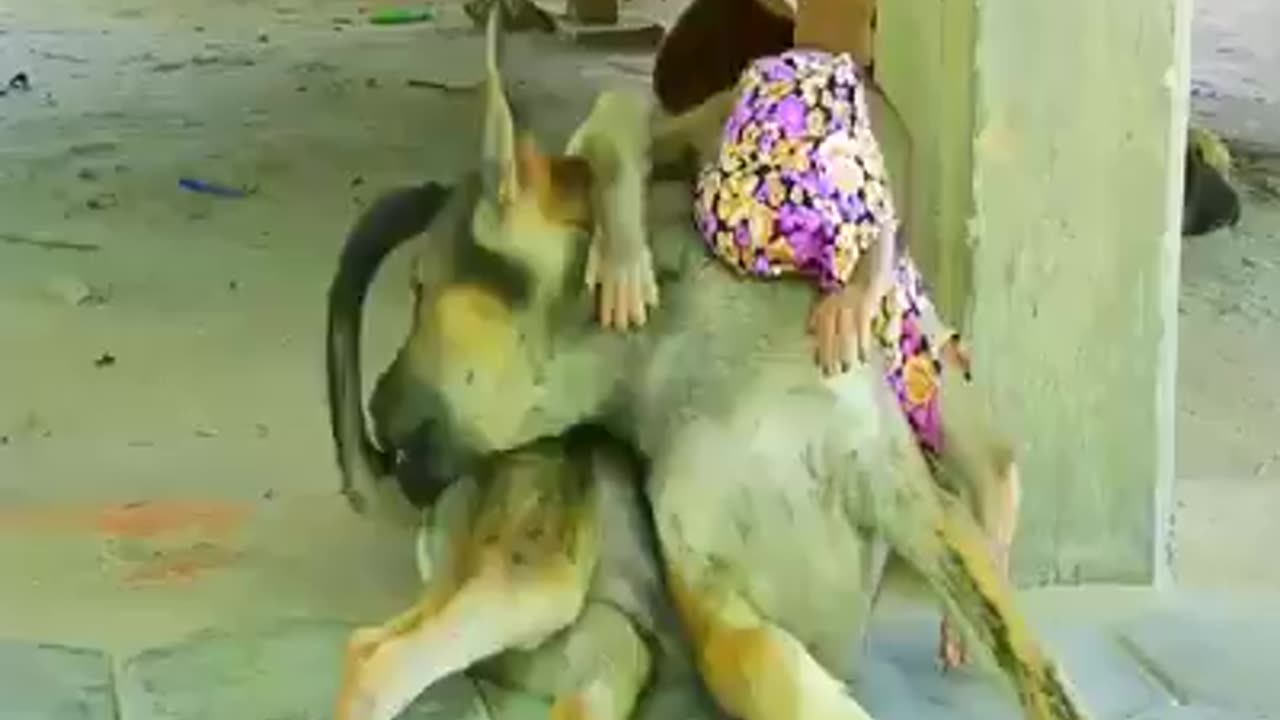 The Monkey help of the chick