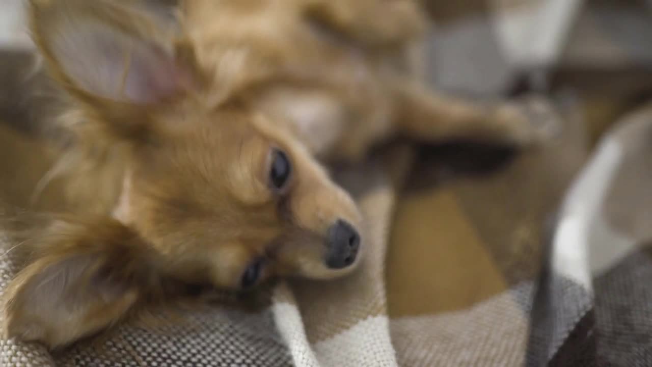 adorable funny dog chihuaha sleeps on plaid, a person's hand strokes a sleepy pet