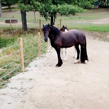 Beautiful Friesian crosses and Clydesdale