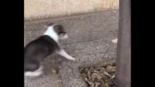 Funniest Cats Don't try to hold back Laughter Funny Cats Life