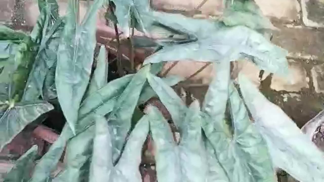 Arrow head plant species of Syngonium