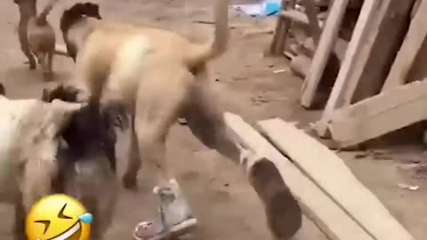 Funny animals video