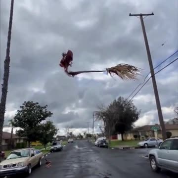 Creepy floating palm tree - Glitch in the Matrix?