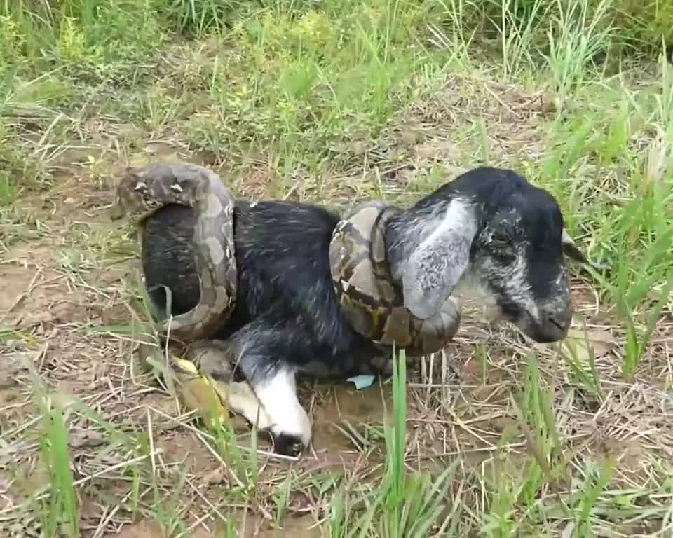 SEEKOR KAMBING DI MANGSA ULAR BESAR