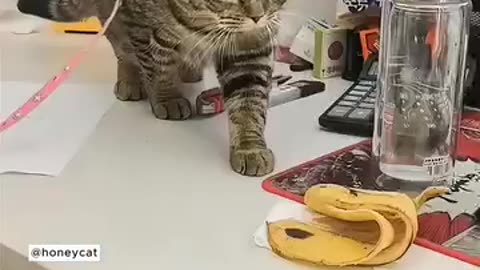 Cat Reaction 😍