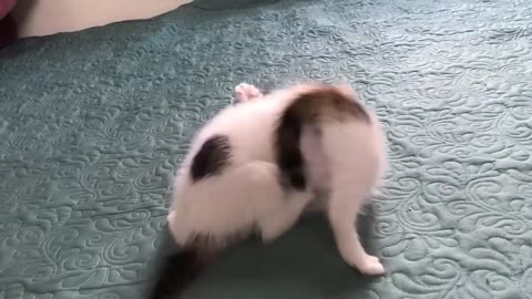 Cat to usa viral my account