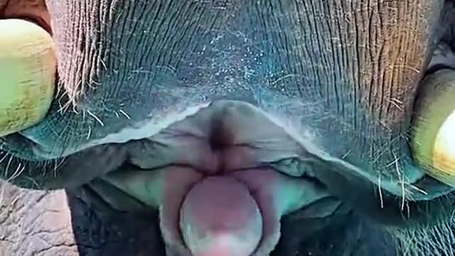 a big elephant with a small tongue