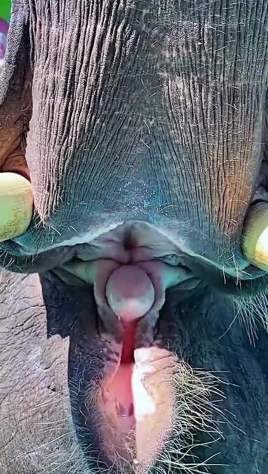 a big elephant with a small tongue