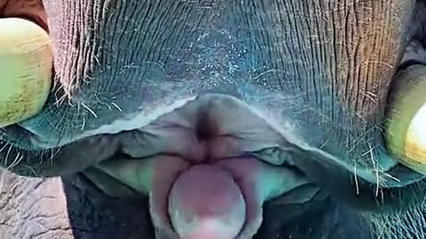 a big elephant with a small tongue