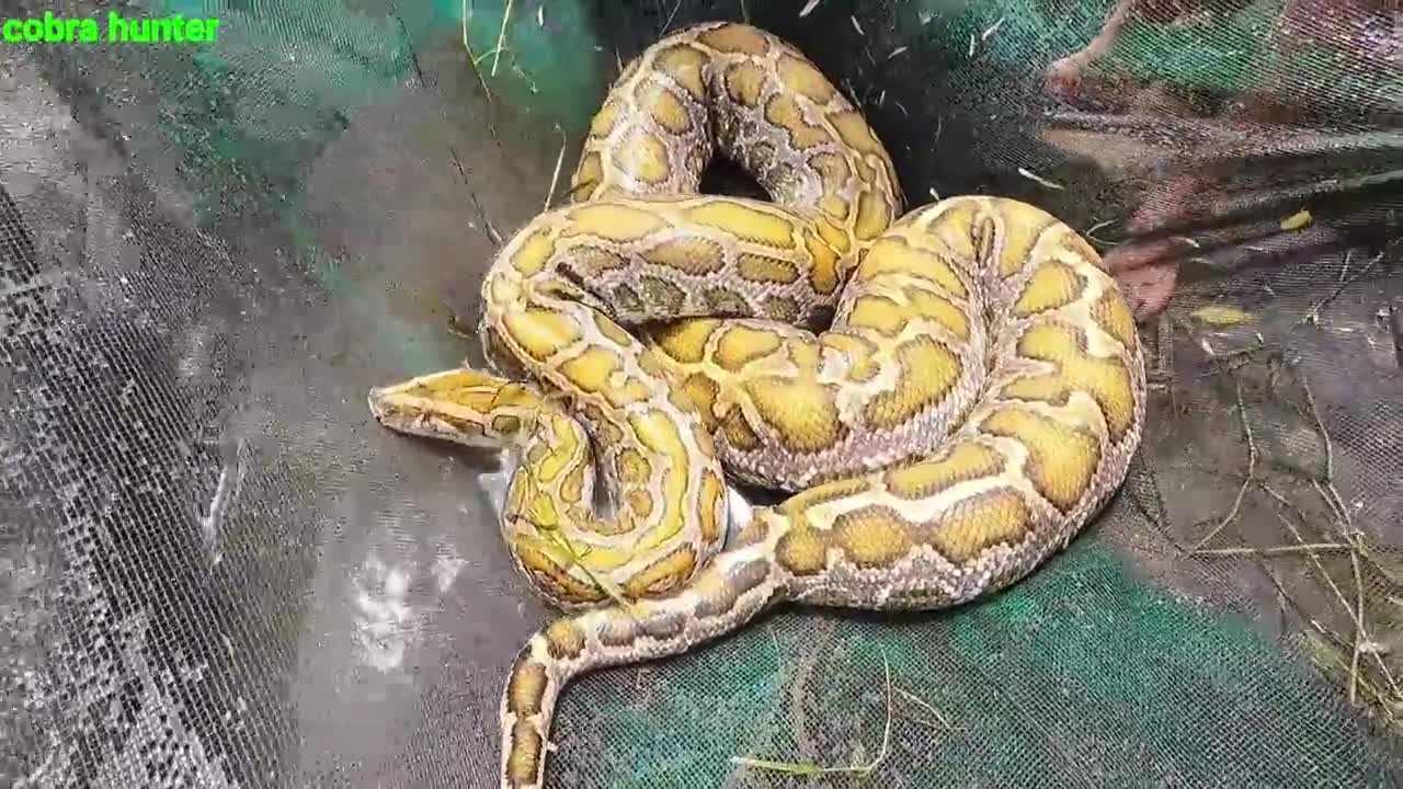 Chicken was swallowed by a giant snake when a young man fished