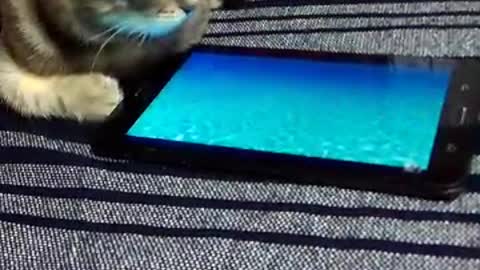 The cat catches a fish on the tablet.