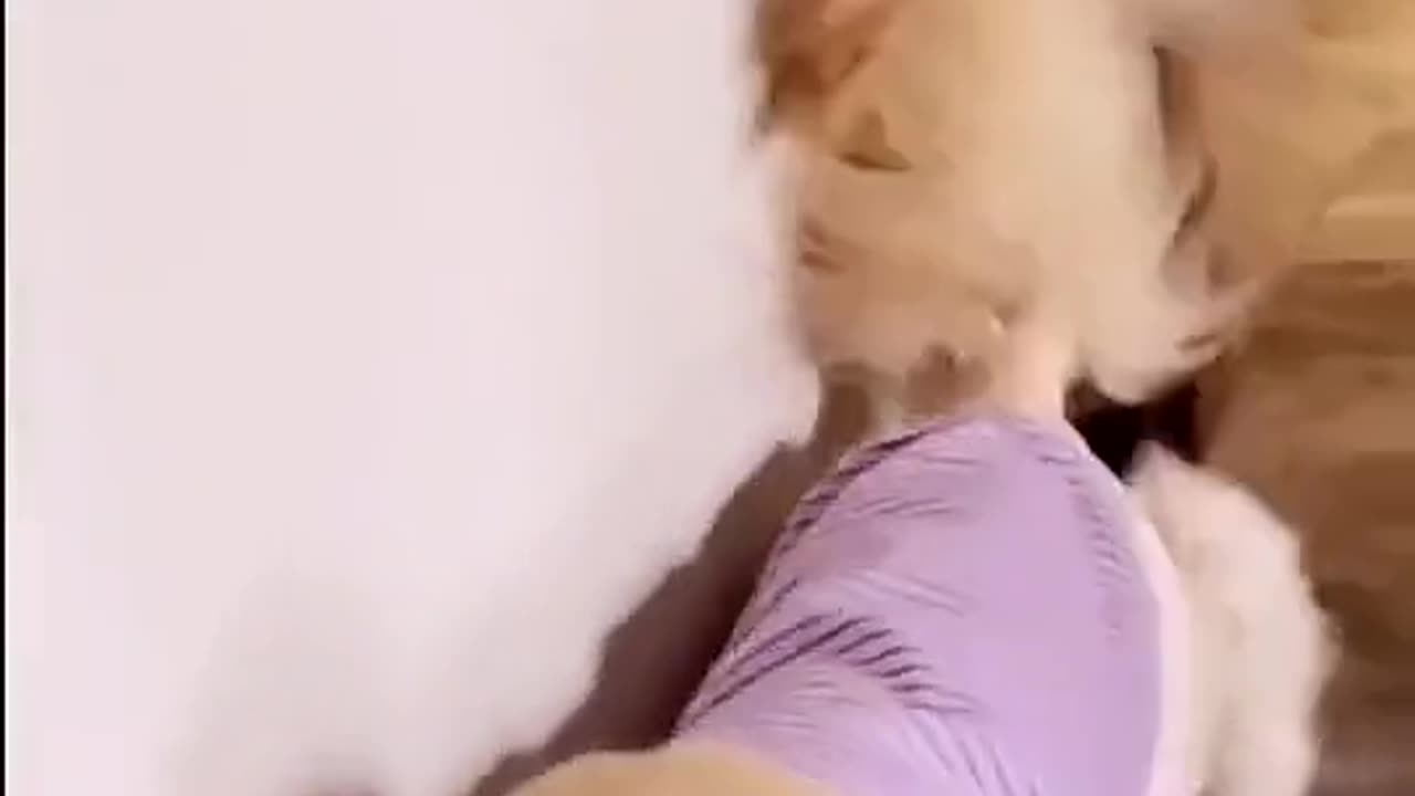 Funny cat video