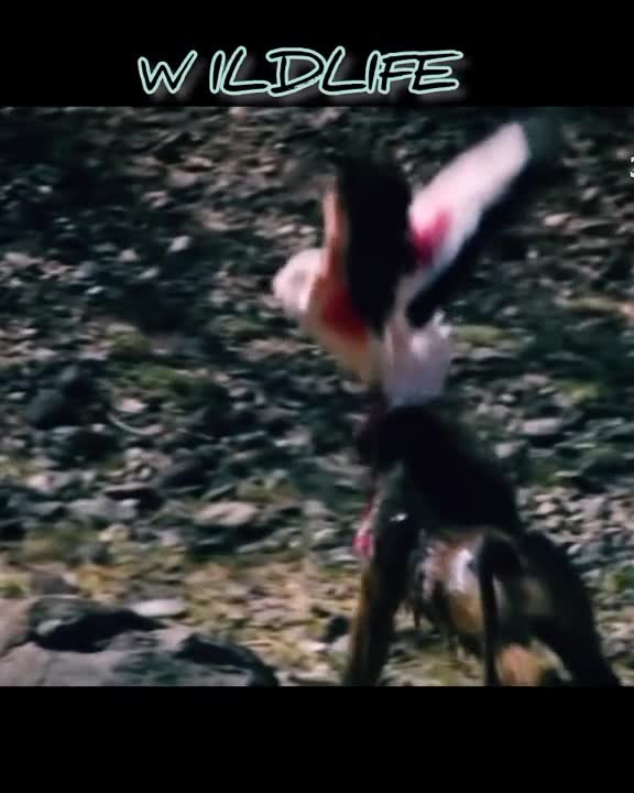 Wild life