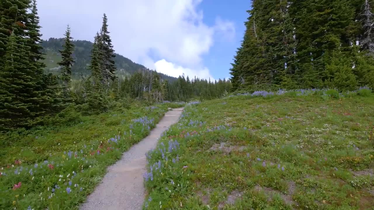 Mount Rainier National Park - Nature Relax Video, Summer Scenery