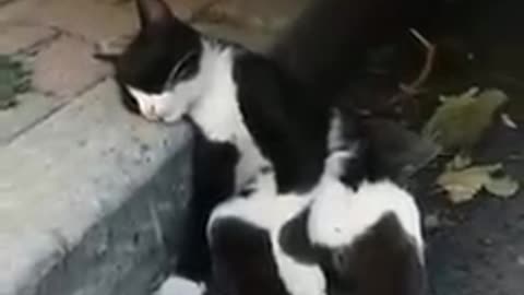 Funny Cat Videos!