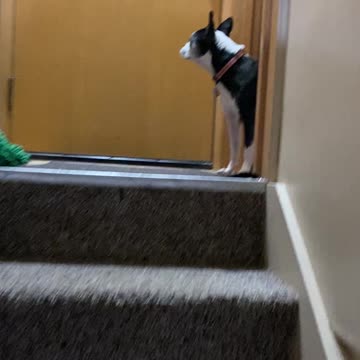 Dog waiting to be let out