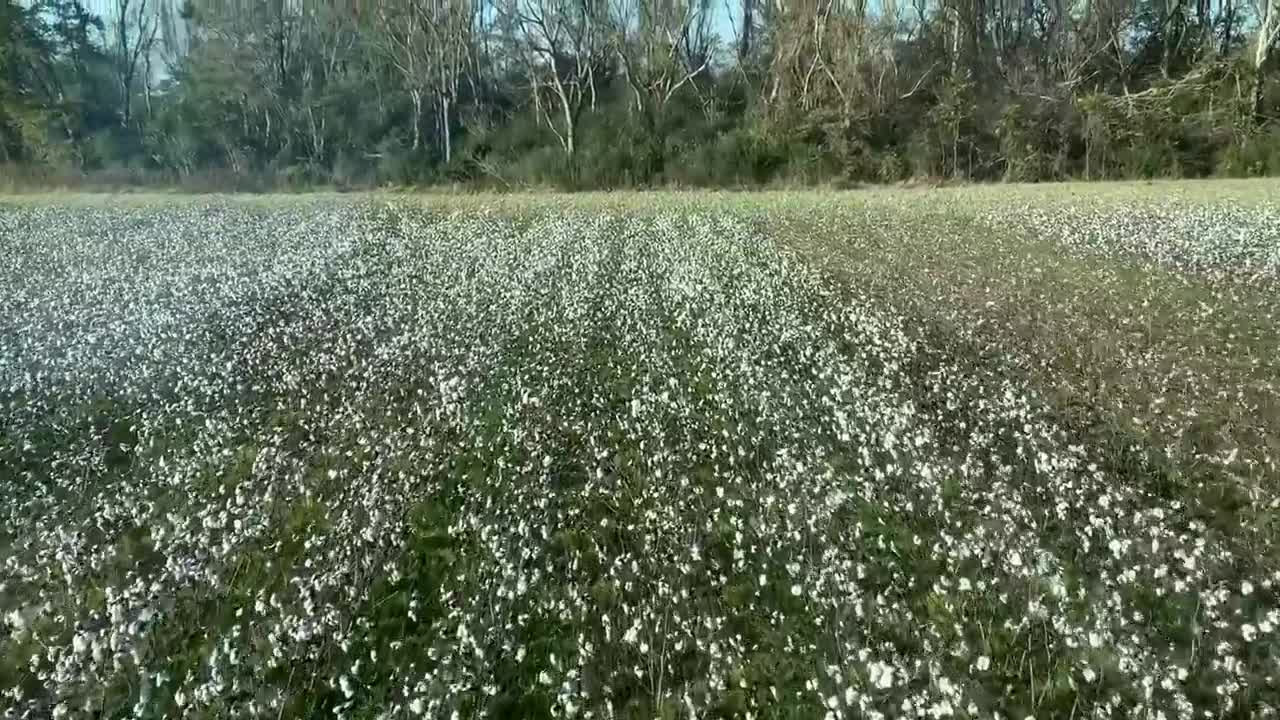 It's harvest season for Tobacco, Cotton and Peanuts in Northampton and Halifax Counties!