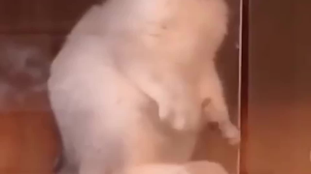 Funny animal cat