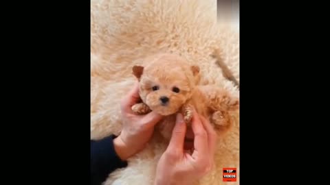 World’s SMALLEST Dogs OMG! 9