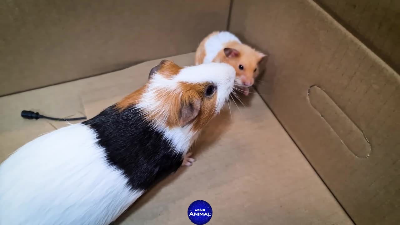 Hamster meets Guinea Pig