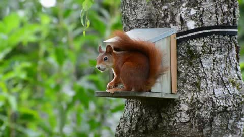 animal squirrel