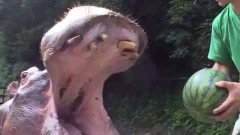 A big Hippo eating watermelon