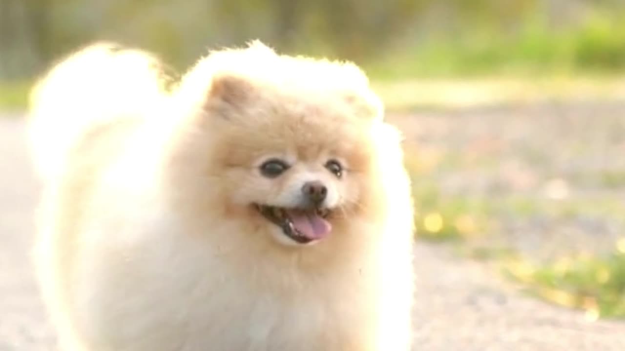 FUNNY DOG MEMES 😺🐶 and MOST TRENDING PUPPY 2023 v58 |🔥 Moments of Cute Animal | You Laugh You Lose