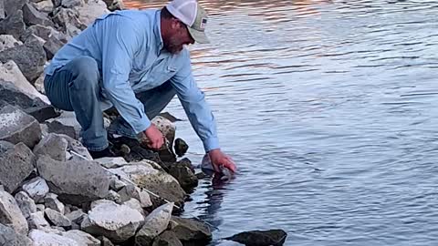 Idaho sturgeon