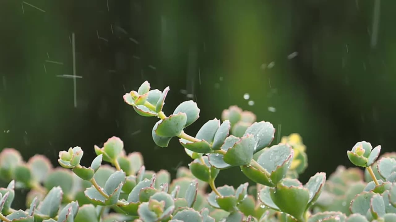 Soothing Rain Sounds for Sleeping and Relaxation Calm Your Mind with Thunder Ambiance