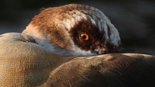 Egyptian Goose Bird WildLife Animal