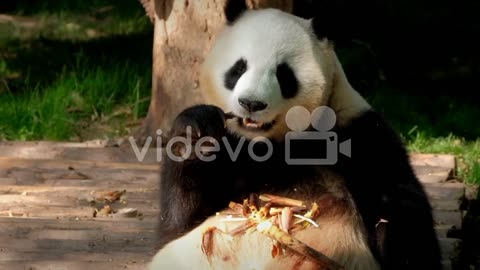 Hungry PANDA🥰🥰