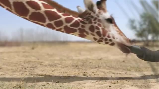 Elephant vs Giraffe Water Fight_Cut