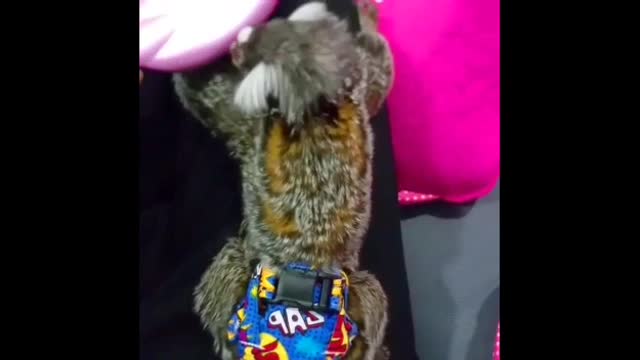 Finger Monkeys Cute and Funny Video Of Common Marmoset Monkey 2021