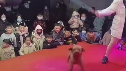 funny dogs vedio