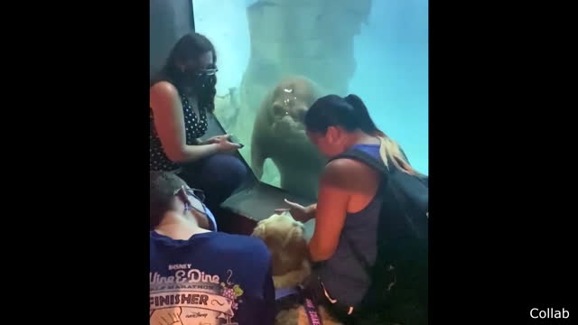 Funny Walrus would not stop staring at this dog