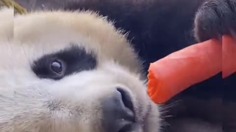 Animal world