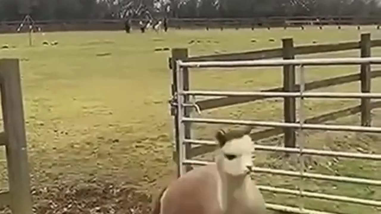 Animal funny video