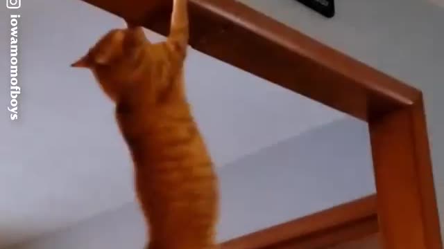 The super cats 😼 😽 🙀 😿 😾