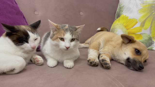 How a Puppy and Cats share a sofa